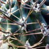 Eriosyce _strausiana ssp.strausiana _R542 _04